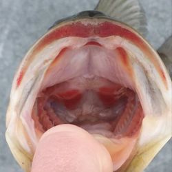 Cross River Bait & Tackle