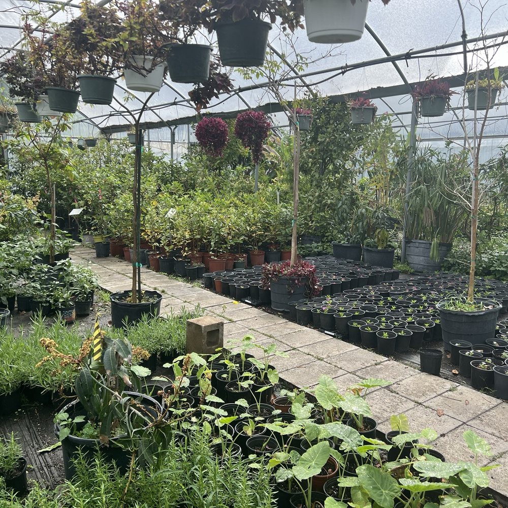 JRN Nursery - Edibles - Nurseries & Gardening Near Me - Houston, Texas JRN Nursery - Edibles - Nurseries & Gardening Near Me - Houston, Texas