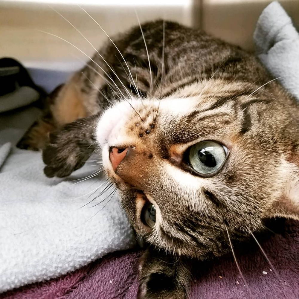 THE CAT DOCTOR 97 Photos & 44 Reviews Veterinarians 2221 Hillside Ave, New Hyde Park, NY