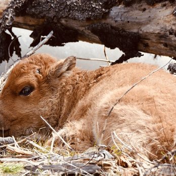 Obsidian Cliff Tours - Baby bison just chilling out - Tours Near Me