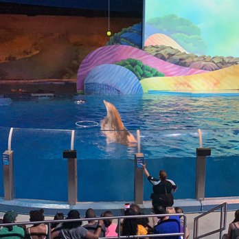 Indianapolis Zoo - Dolphins - Zoos Near Me - Indianapolis, Indiana Indianapolis Zoo - Dolphins - Zoos Near Me - Indianapolis, Indiana