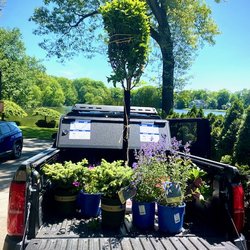 South Street Gardens - The plants bought today