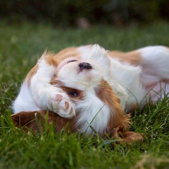 Christensen Cavaliers - Showing her personality - Pet Breeders Near Me Christensen Cavaliers - Showing her personality - Pet Breeders Near Me