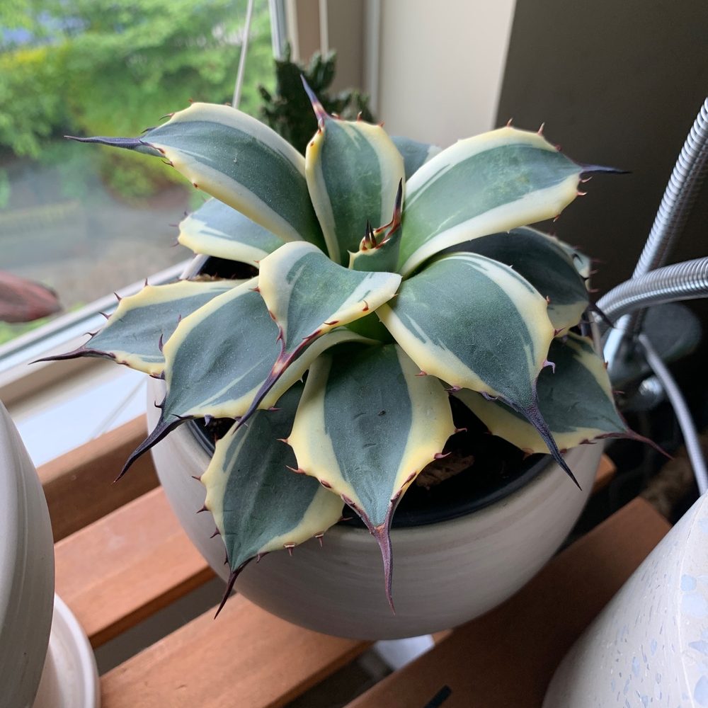 My "cream stripe" agave is going strong. It even put out pups!