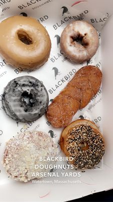 Blackbird Doughnuts Watertown by null