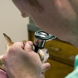 Briarwood Animal Hospital