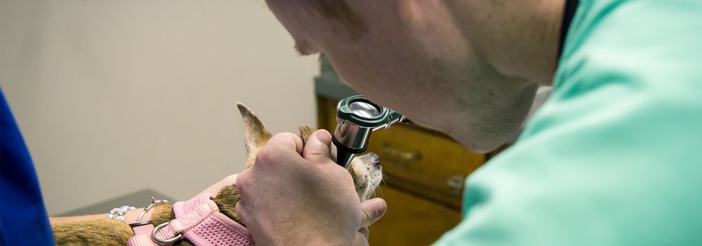 Briarwood Animal Hospital - pet boarding facility in Jackson, MS