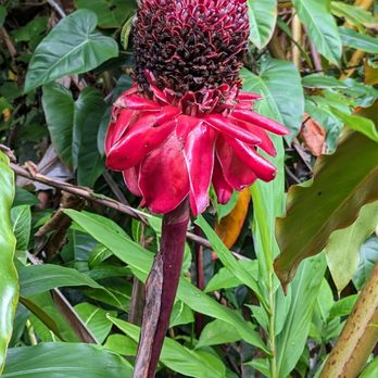 Akaka Falls State Park - Parks Near Me - Honomu, Hawaii Akaka Falls State Park - Parks Near Me - Honomu, Hawaii