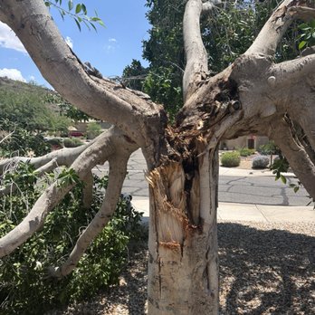 Roy's Trees - Lightning struck the tree - A tree with a split trunk and broken branches is situated in a parking lot, with a clear blue sky and some greenery in the background. - Tree Services Near Me