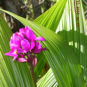Green Spaces Consulting - Tree Services Near Me - Palm Beach Gardens, Florida Green Spaces Consulting - Tree Services Near Me - Palm Beach Gardens, Florida