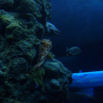 Acquario di Genova - Aquariums Near Me - Genova, GE