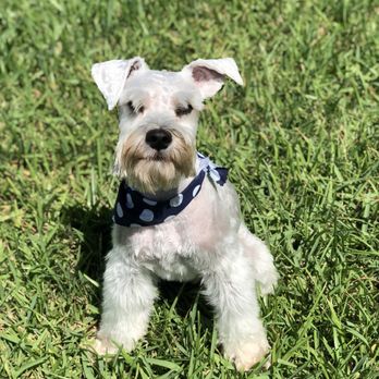 Cute Paws Dog Grooming - Pet Groomers Near Me - Homestead, Florida Cute Paws Dog Grooming - Pet Groomers Near Me - Homestead, Florida