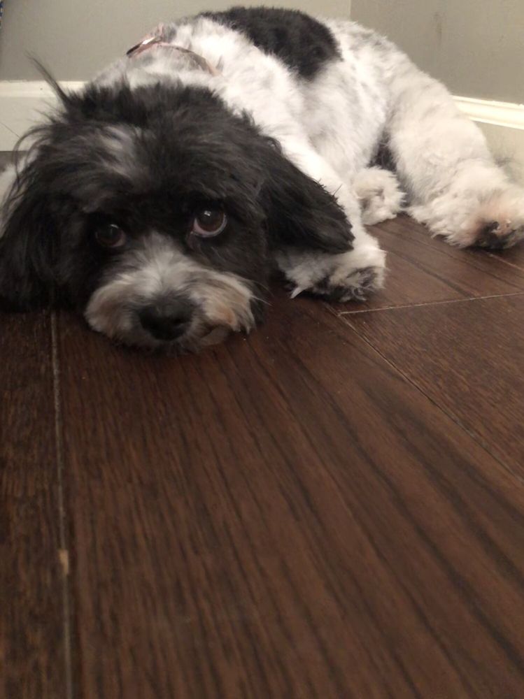 SHAMPOODLE Updated June 2024 37 Reviews 17320 Saticoy St, Van