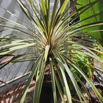 Ramy's Nursery - Cordyline torby dazzler - Nurseries & Gardening Near Me - Reseda, California Ramy's Nursery - Cordyline torby dazzler - Nurseries & Gardening Near Me - Reseda, California