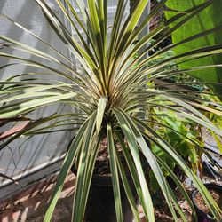 Ramy's Nursery - Cordyline torby dazzler