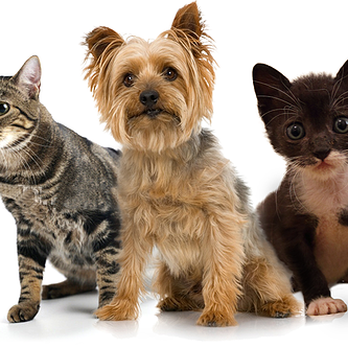 Bow Garden & Aquatic Centre - Everything for pets - Pet Stores Near Me - Crediton, DEV Bow Garden & Aquatic Centre - Everything for pets - Pet Stores Near Me - Crediton, DEV
