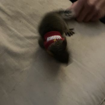 Wawa - Baby Squirrel wearing a Wawa Wally's T-Shirt. - Convenience Stores Near Me - Rio Grande, New Jersey