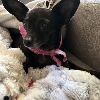 Palm Bluff Paws - Here's my Maggie with her scarf after a grooming. - Pet Groomers Near Me - Fresno, California