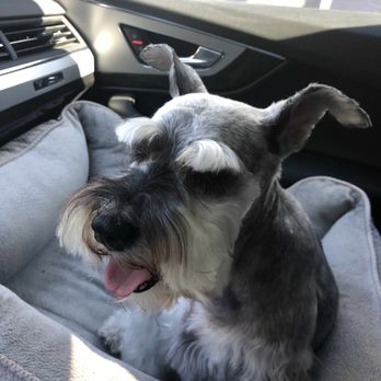 Bubbles Dog Grooming - Always refreshed and relaxed after visiting Katy. - Pet Groomers Near Me - Los Angeles, California Bubbles Dog Grooming - Always refreshed and relaxed after visiting Katy. - Pet Groomers Near Me - Los Angeles, California