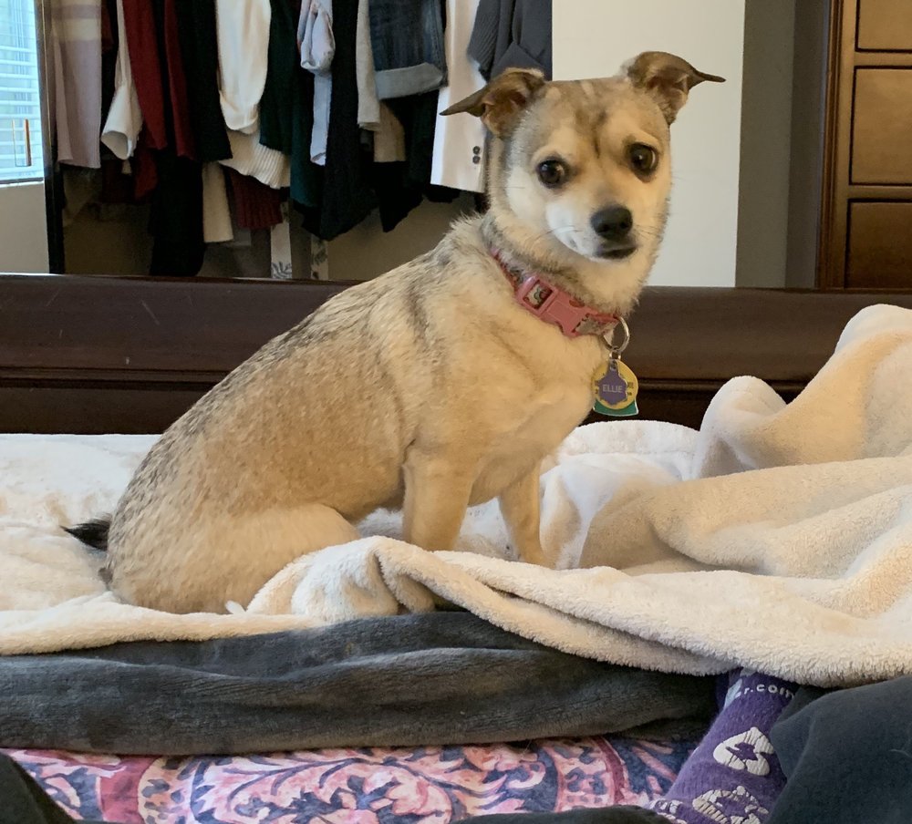 AJ’S PET SHOP & GROOMING 52 Photos & 109 Reviews Pet Groomers