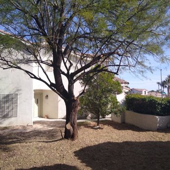 Treepro - After!! Let there be sunlight, said TreePro!! - Tree Services Near Me - Las Vegas, Nevada Treepro - After!! Let there be sunlight, said TreePro!! - Tree Services Near Me - Las Vegas, Nevada