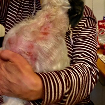 Shaggy Wags - Pet Groomers Near Me - Dunellen, New Jersey Shaggy Wags - Pet Groomers Near Me - Dunellen, New Jersey