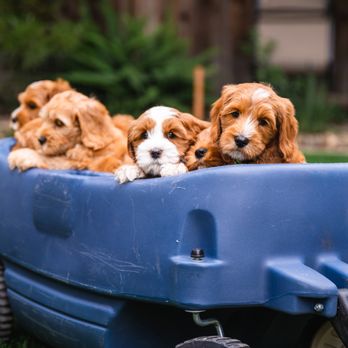 Sacto Labradoodles - Pet Breeders Near Me Sacto Labradoodles - Pet Breeders Near Me