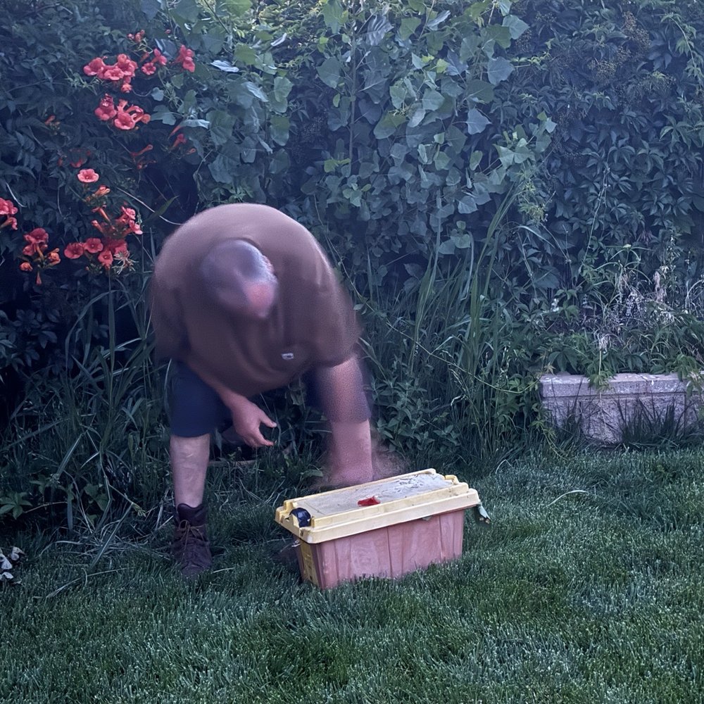 Newsom Honey Farm - John gathering the bees in the bee box - Honey Near Me - Tehachapi, California Newsom Honey Farm - John gathering the bees in the bee box - Honey Near Me - Tehachapi, California