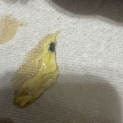 Green Tea - Suspicious egg? mold? not sure.
