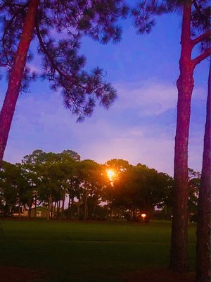 Palmetto-Pine Country Club by null