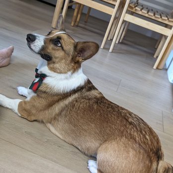 Let's Groom - Pet Groomers Near Me - Orange, California