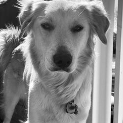 Peace Of Mind K9 - Gracie Mae