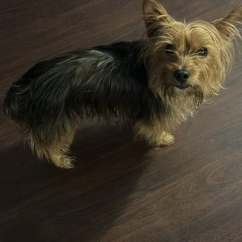 The Woof Grooming - Before - Pet Groomers Near Me The Woof Grooming - Before - Pet Groomers Near Me