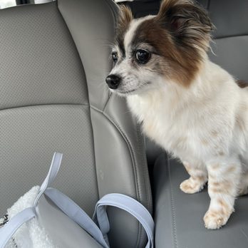 犬屋 THE DOG SHOP - QUALITY GROOMING - Updated July 2025 - 16