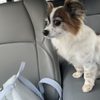 The Dog Shop - Quality Grooming gift card