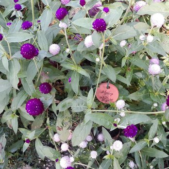 Hale Farm & Village - Loved these pom pom flowers - Museums Near Me - Bath, Ohio