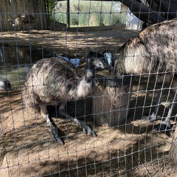 Colorado Gators Reptile Park - Emu - Zoos Near Me - Mosca, Colorado