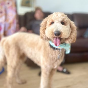 Quick Grooming Pet Salon - One happy doode - Pet Groomers Near Me Quick Grooming Pet Salon - One happy doode - Pet Groomers Near Me