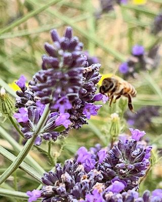 Wayward Winds Lavender Farm by null