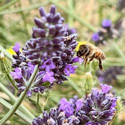 Wayward Winds Lavender Farm