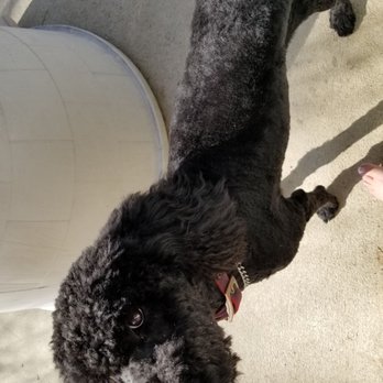 PetSmart - Jazzys terrible haircut - Pet Groomers Near Me - Clovis, California