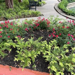 Plum yew. Drift rose Plum yew. Drift rose