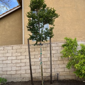 Moon Valley Nurseries - Nurseries & Gardening Near Me - Murrieta, California