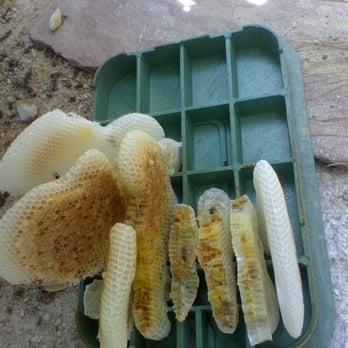 Affordable Pest Control - This was an active bee hive found in a water box. We were able to quickly and safely remove it. - Pest Control Near Me Affordable Pest Control - This was an active bee hive found in a water box. We were able to quickly and safely remove it. - Pest Control Near Me