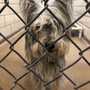 Photo of Nanci's Mobile Dog Grooming
