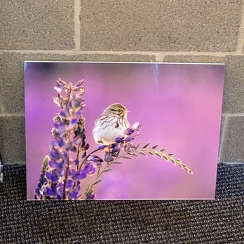 Bumblejax - Acrylic Print - Framing Near Me - Seattle, Washington