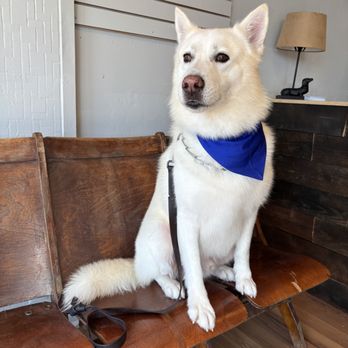 Dash Pet Pawlor - Pet Groomers Near Me - Costa Mesa, California Dash Pet Pawlor - Pet Groomers Near Me - Costa Mesa, California