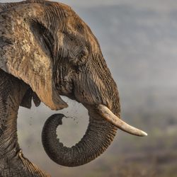 Idube Photo Safaris - Photography Workshops and Tours