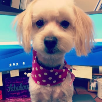 dee's all breed grooming