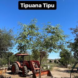 Manalisco Nurseries - Tipu
